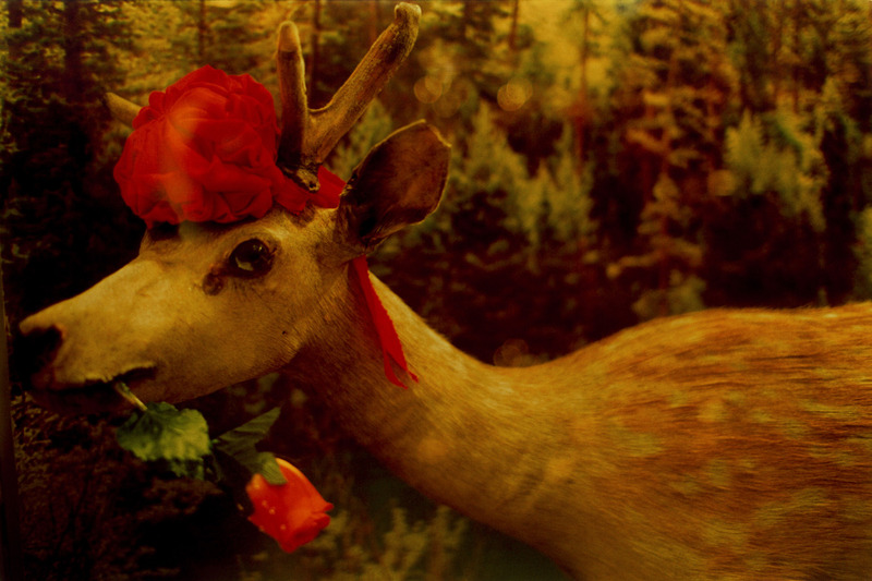 credits:©mika ninagawa Courtesy of Tomio Koyama Gallery